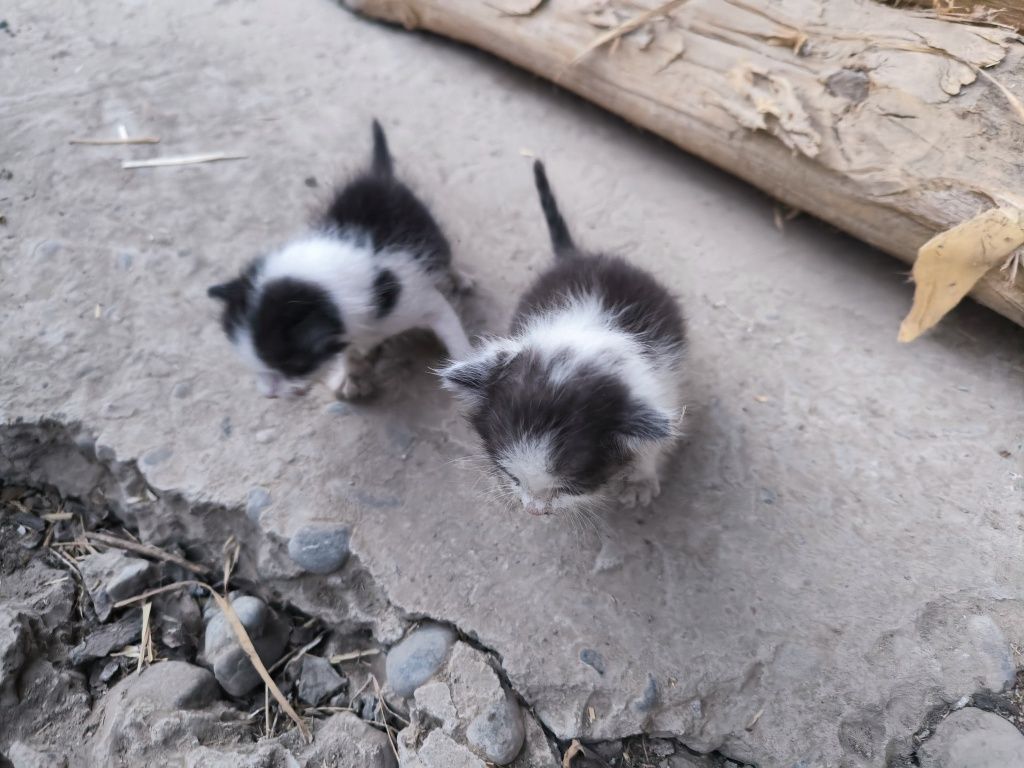 Отдам котят на добрые руки