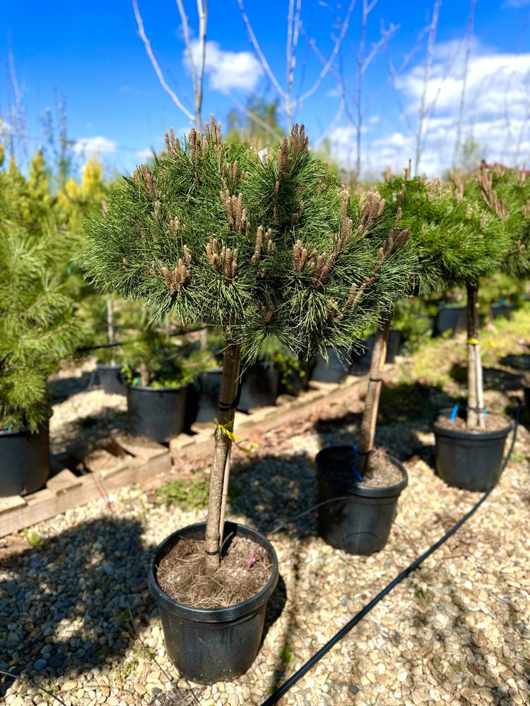 Plante ornamentale la Pepiniera Bolintin