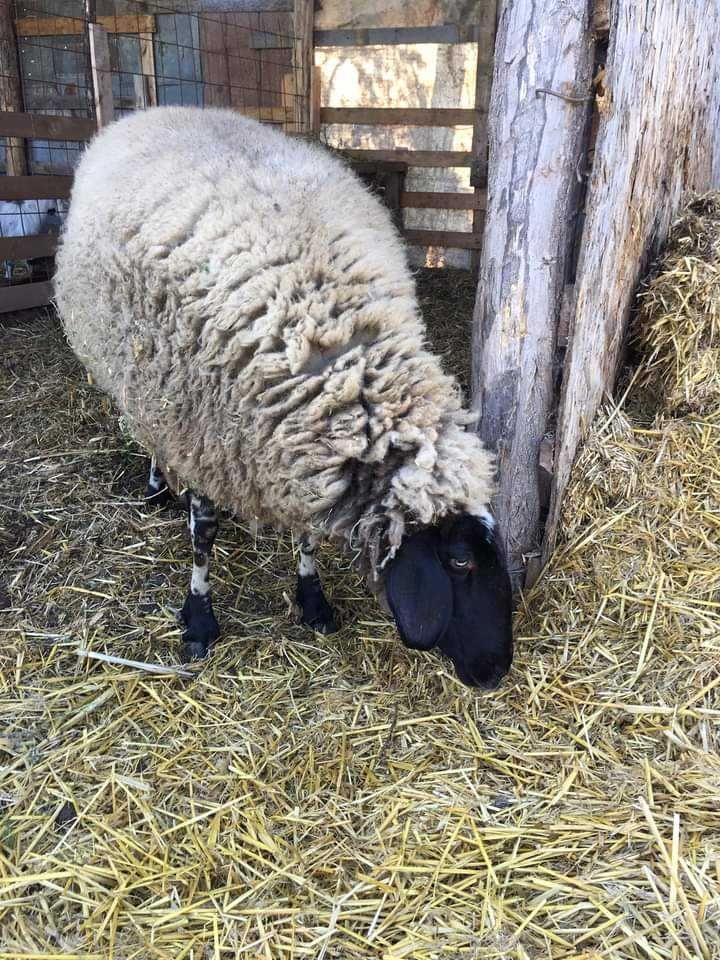 Vând oaie și un miel