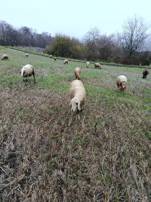 Млади бременни Овце