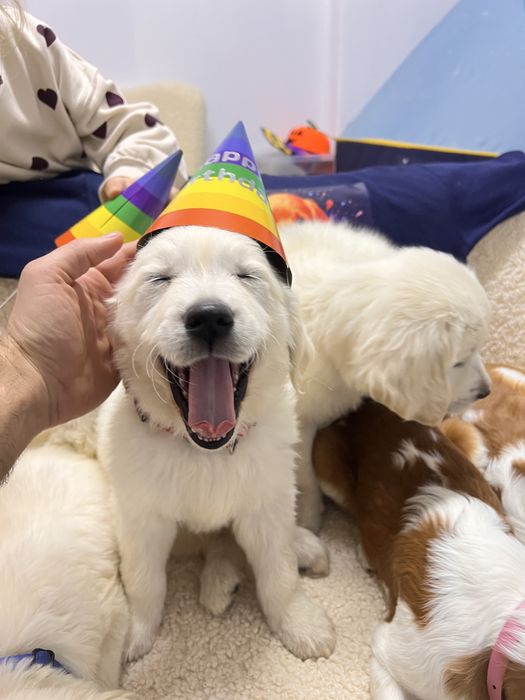 Golden retriever superb!