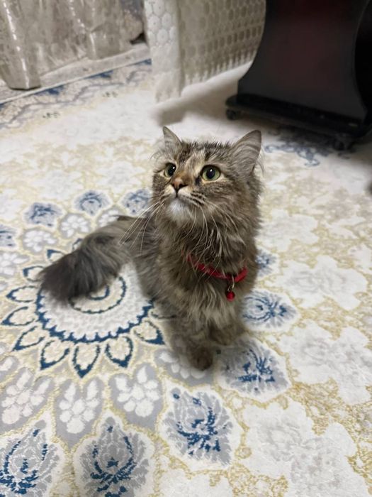 Отдам сибирскую кошку в хорошие руки