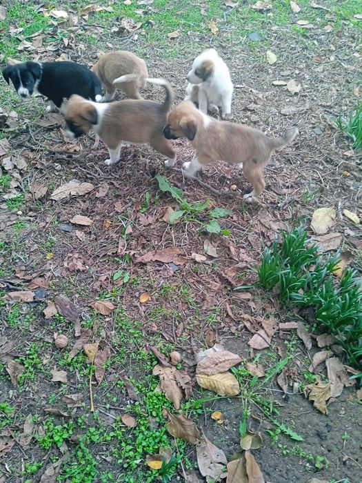 Подарявам малки кученца на 50 дни