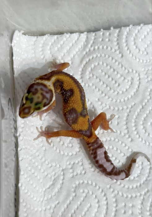 Бебета леопардови гекони и др.