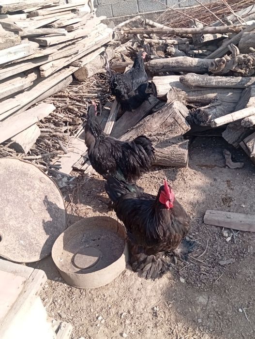 Кох сатылады срочно