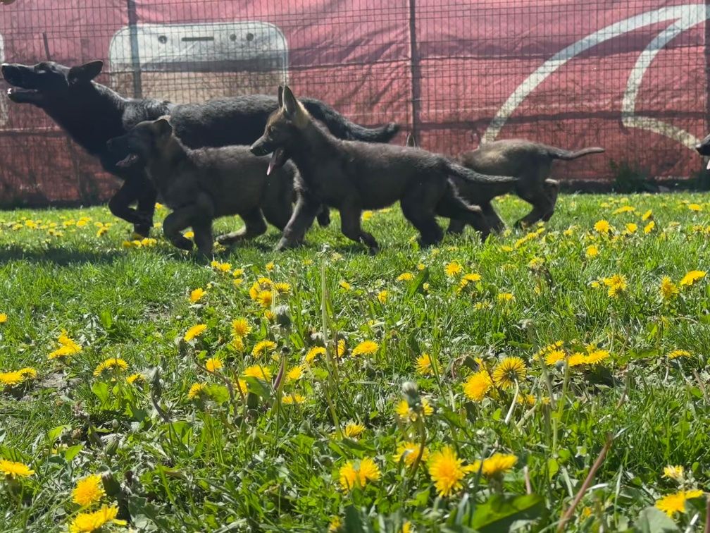 Pui ciobanesc german cu pedigree