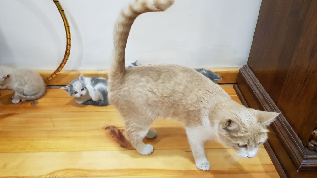 Отдам котят в хорошие руки.
