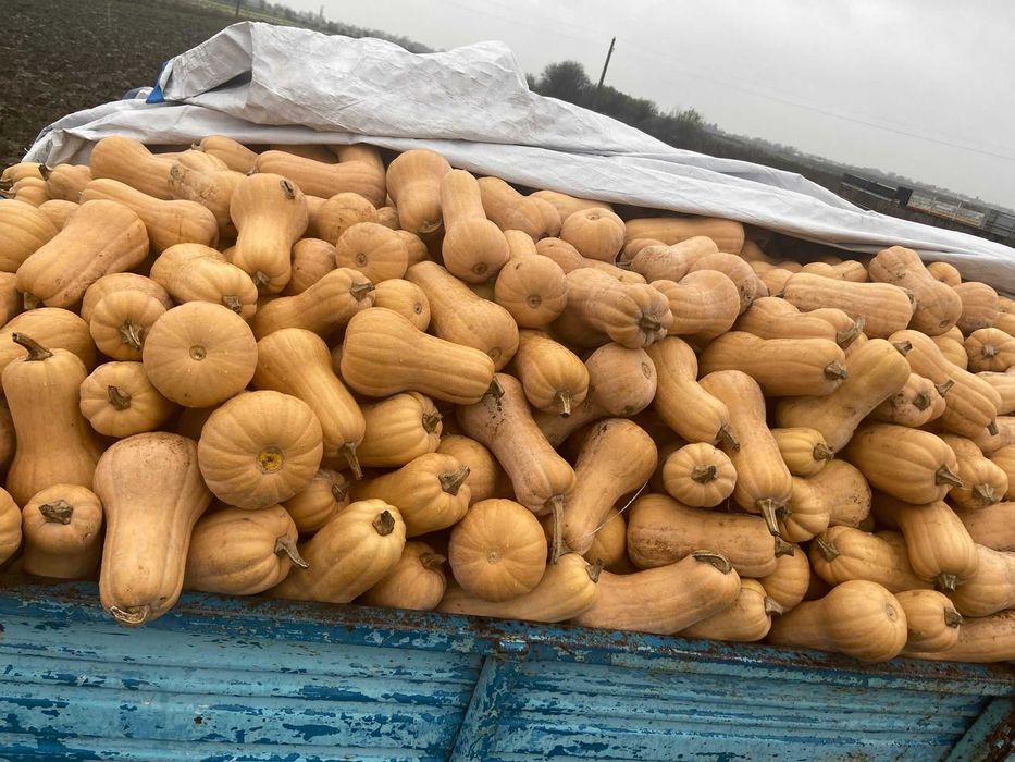 Vând dovleci plăcintari