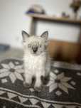 Băiețel Ragdoll Blue Point