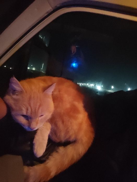 Mushuk juda mexribon