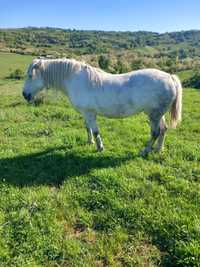 Iapă 7 ani garantata