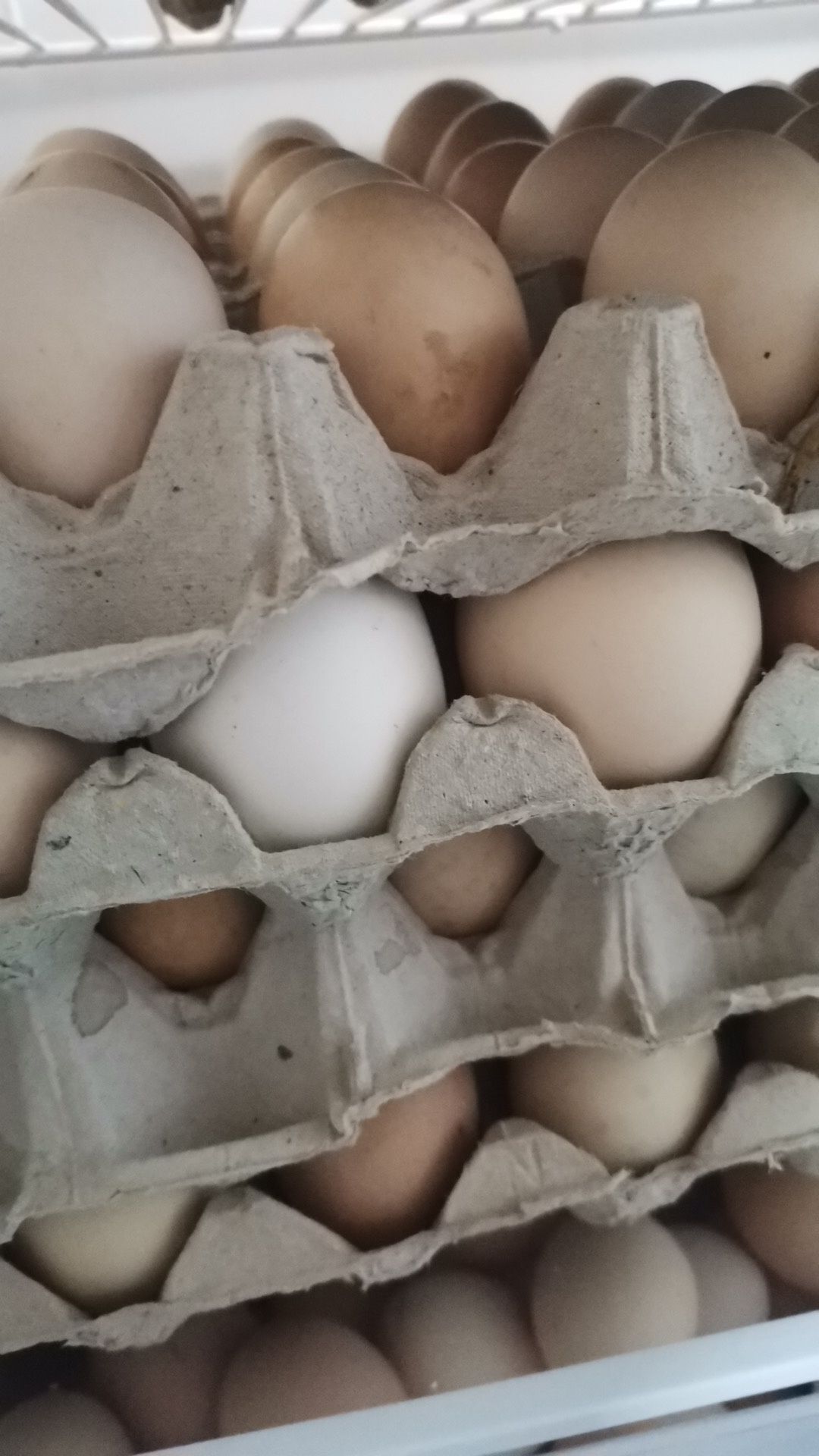 Ouă de găini pt incubat sau consum