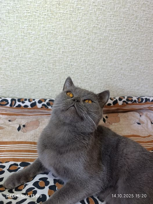 Скоттиш страйт  зотли мушук  сотилади: