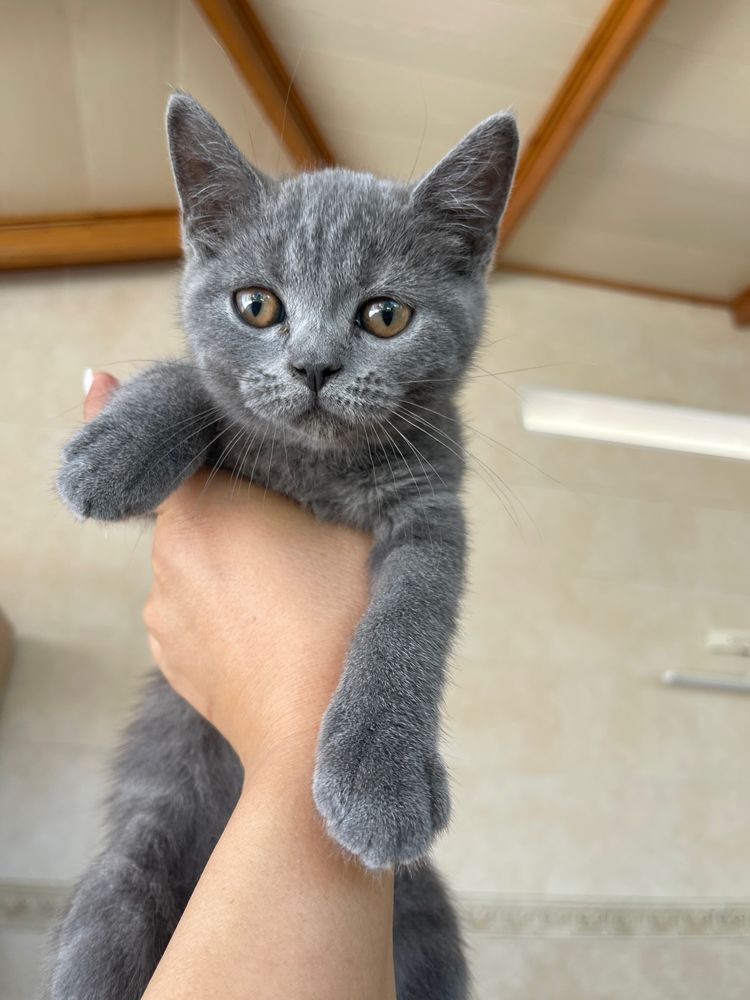 Котята читокровные скотиш страйт свои, только в добрые руки