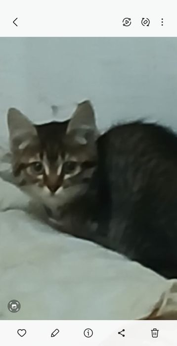 Срочно отдам даром котят