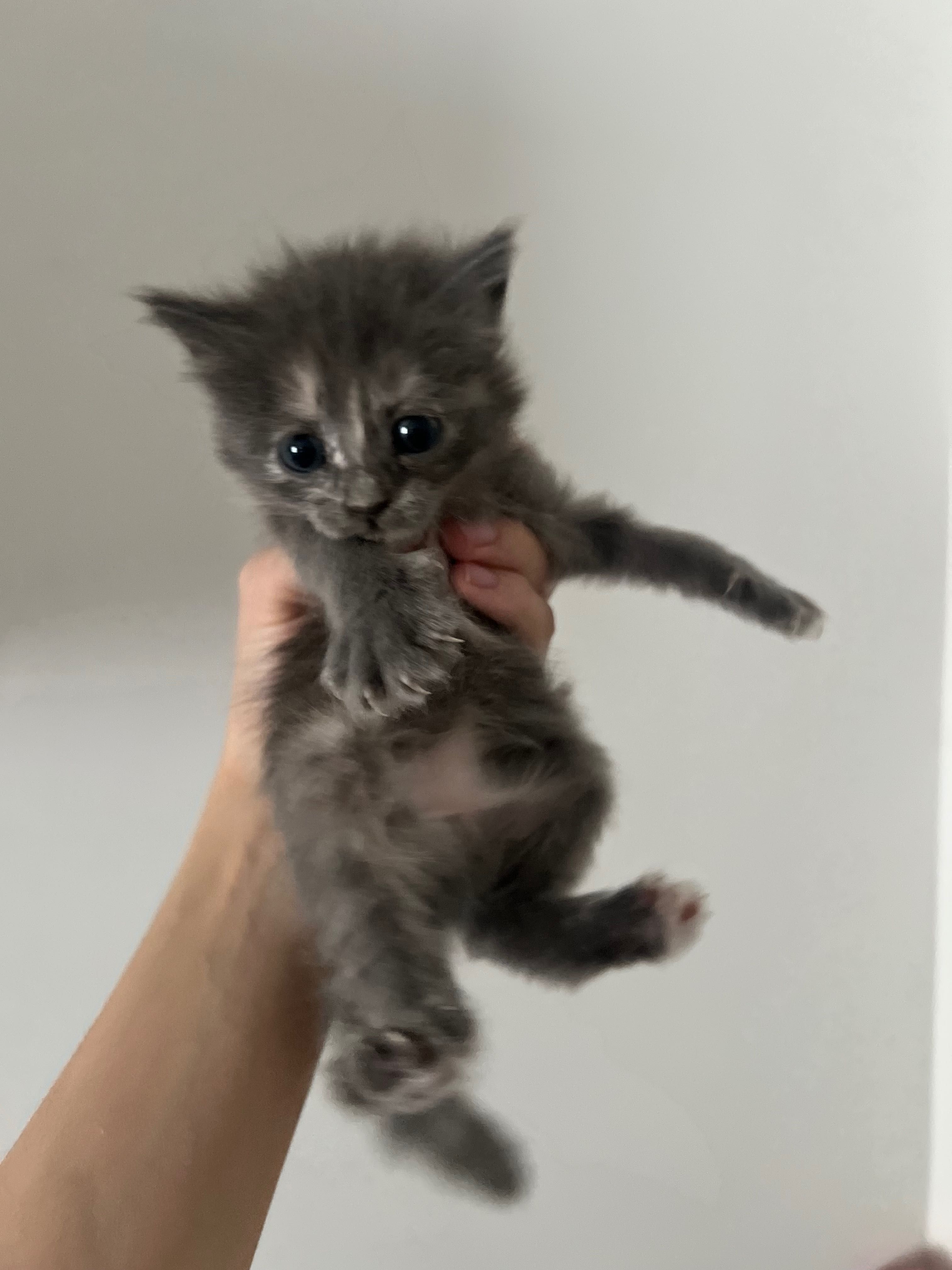 Котята, 4 штуки.