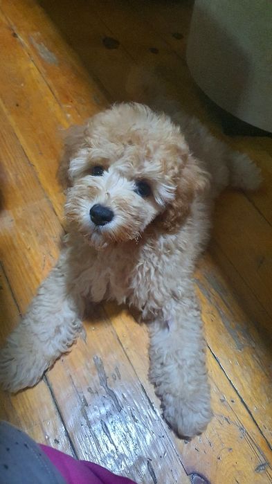 Продаётся мальтипу