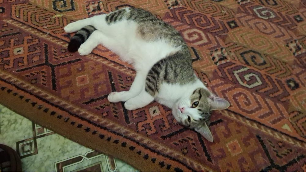 Котенок Мотя ищет дом