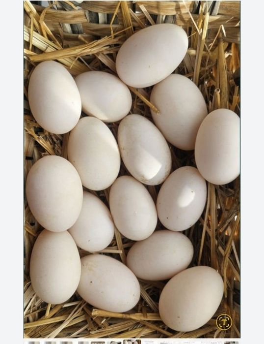 Ouă de rață proaspete