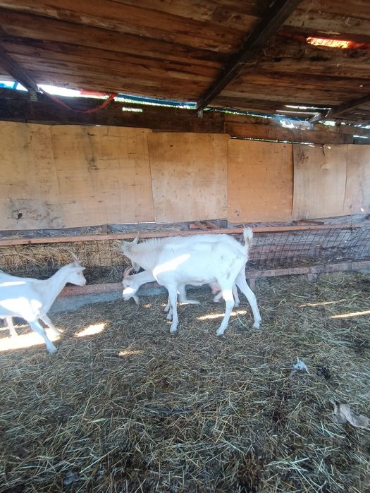 Sannen vând țap de 2ani