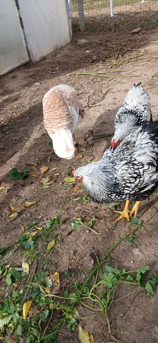 Găini  Wyandotte/AUSTROLOP