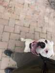 Dresaj canin / educație canina la domiciliu