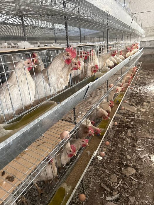 Lomin sindi 5 oyli tuxum boshlagan