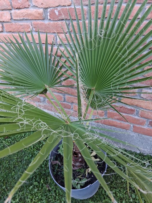 Palmier Washingtonia