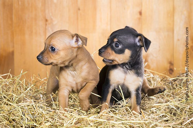 Чистокровный мини тойтерьер мальчик