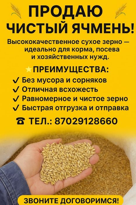 Арпа сатылады. Продается ячмень чистый