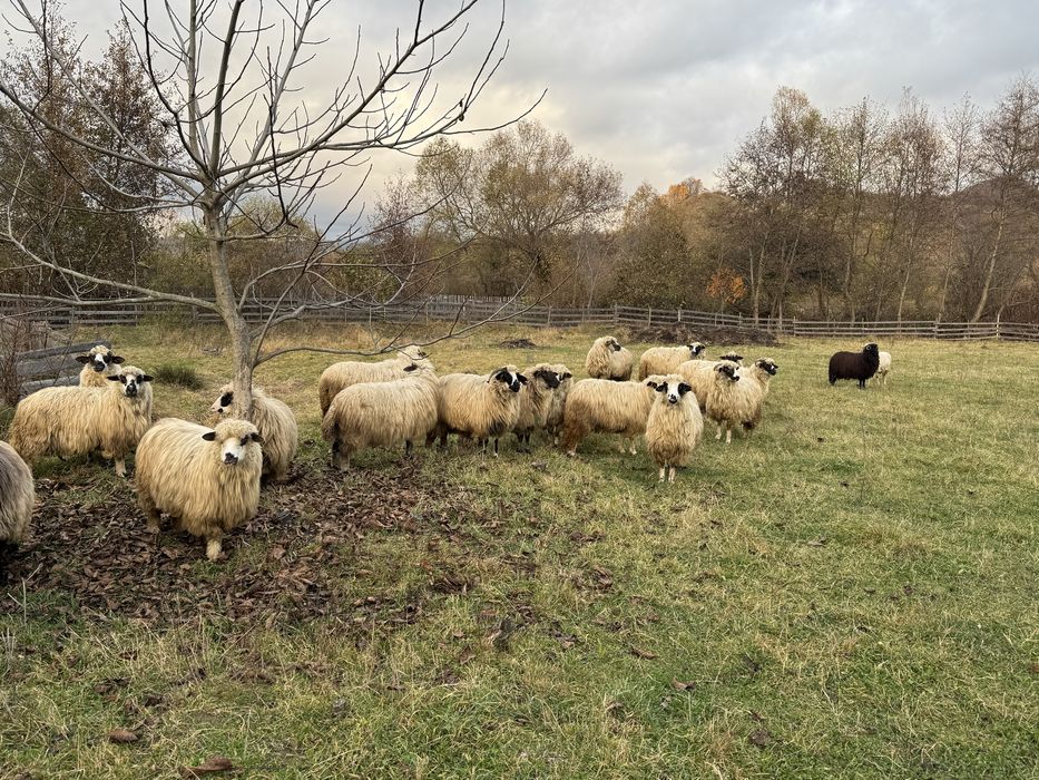 Vand miori si stramiori 18 breze si oacheșe