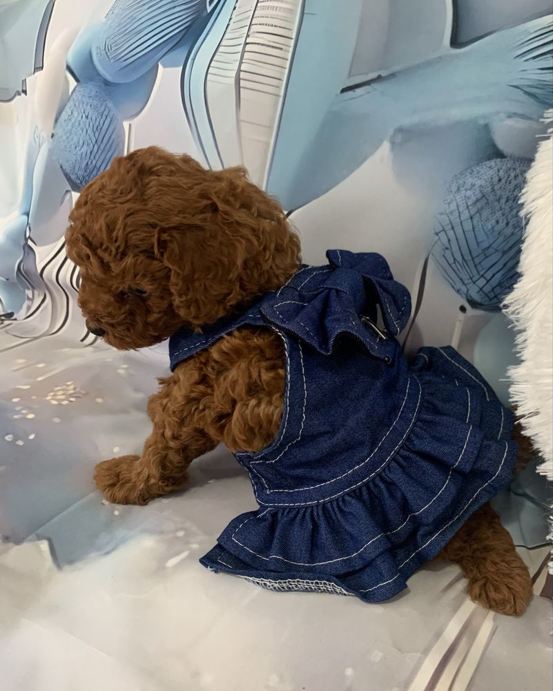 Пудел той Poodle toy с родословие