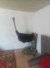 Продам чучела страуса хорошом состояние