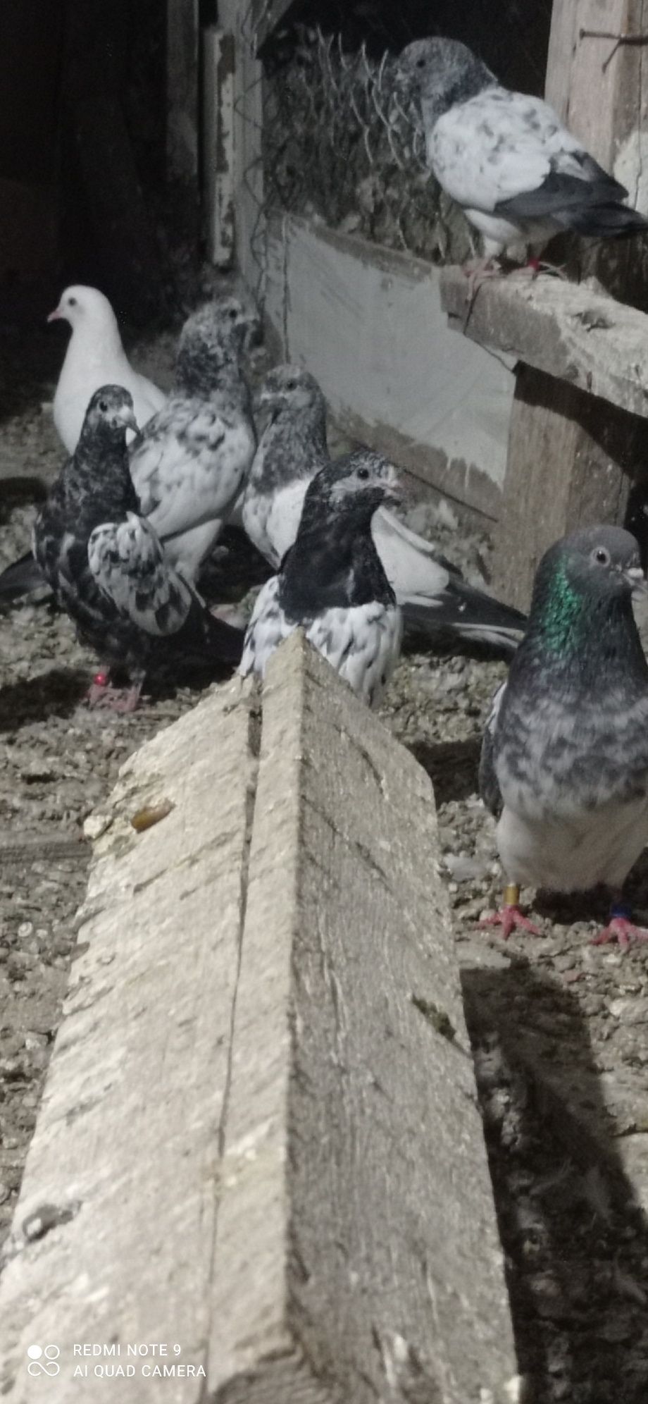 Пакистанский голуби высоколётные и долголётные Пакистанский голуби