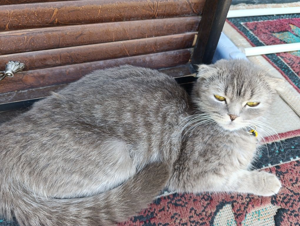 Скоттищ фолд мушук болалари
