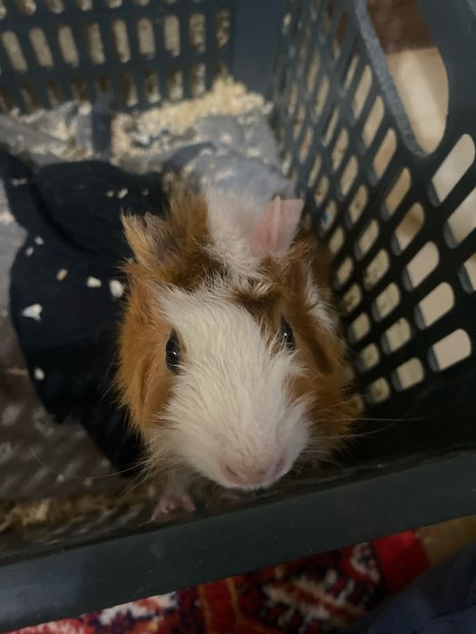 Продается Морская свинка короевская со всеми приспособлениями