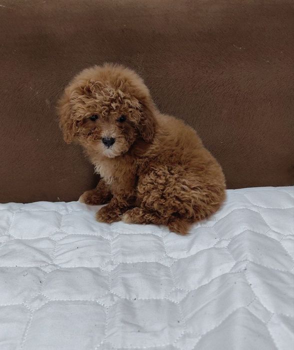 Девочка мальтипу F1, мини