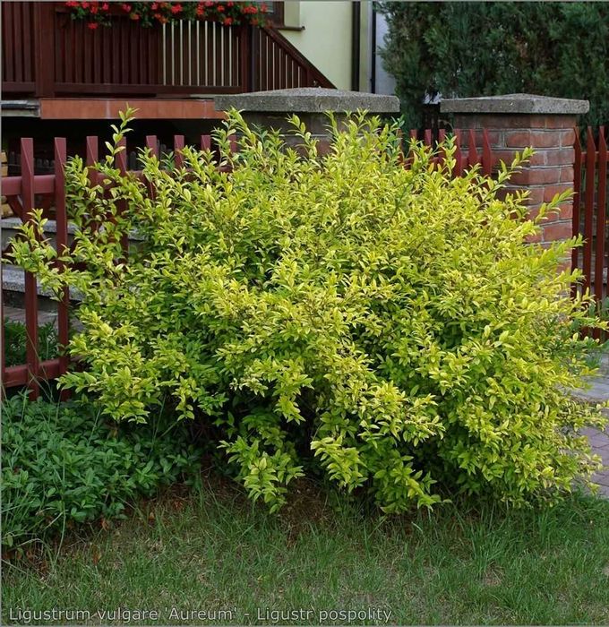 Бирючина обыкновенная — Ligustrum vulgare