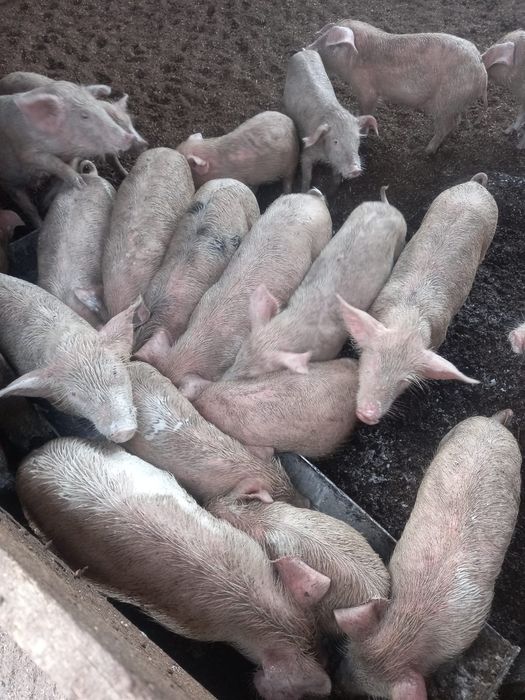 Продам поросят 3 мес