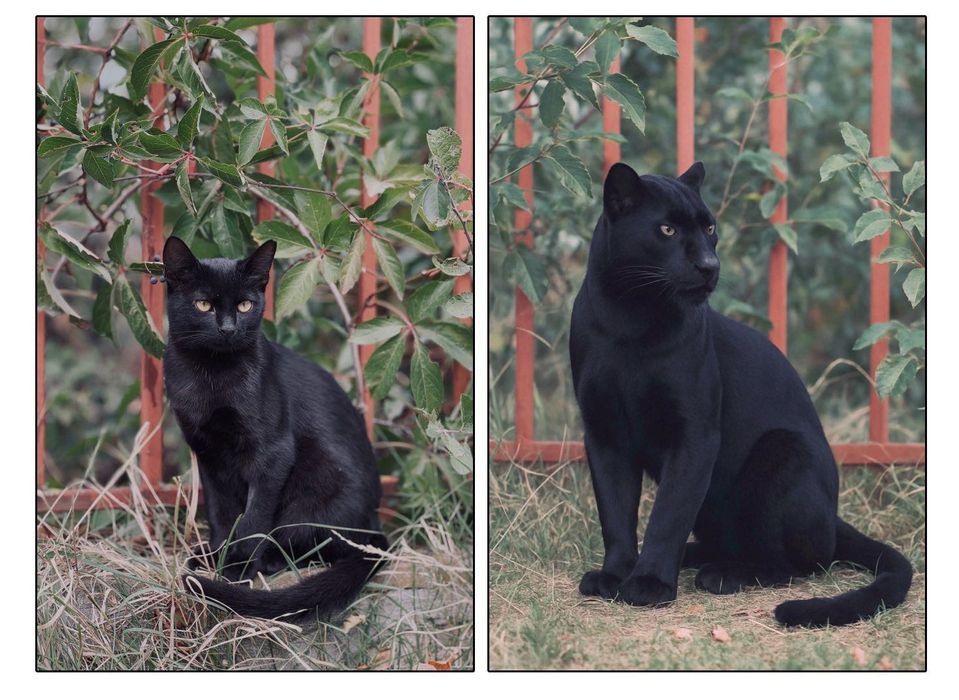 Помните ли Пума от Шумен?