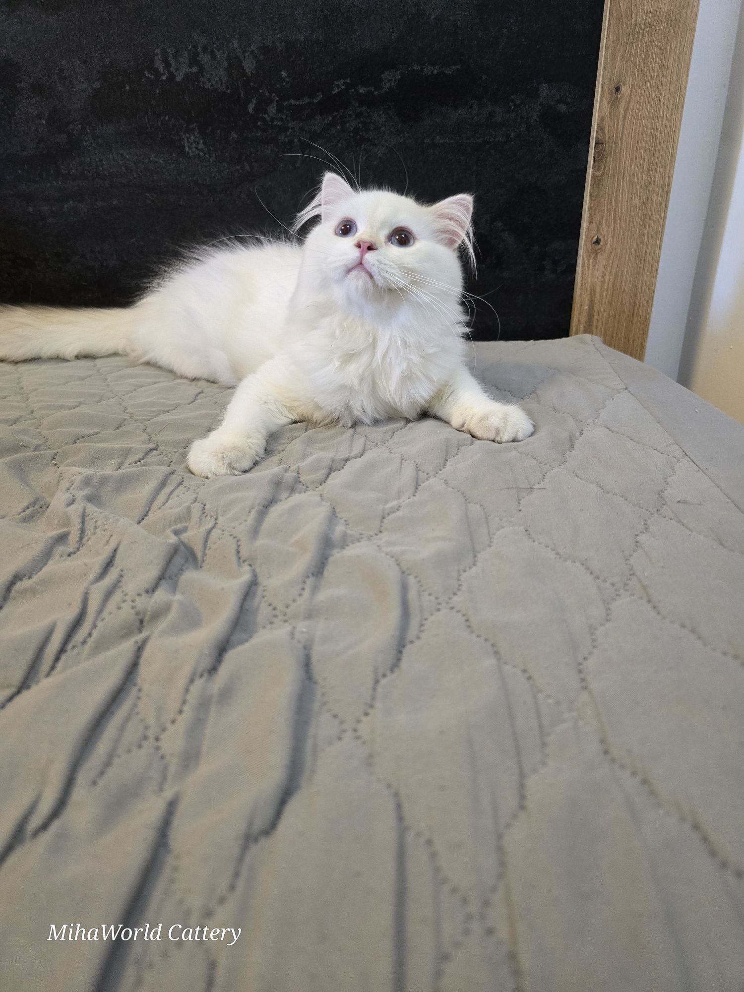 British longhair, pui, băiat, pedigree
