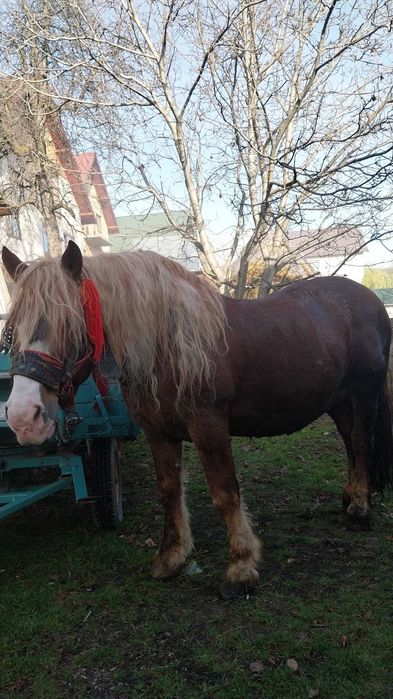 Vând armăsar, accept și probe.