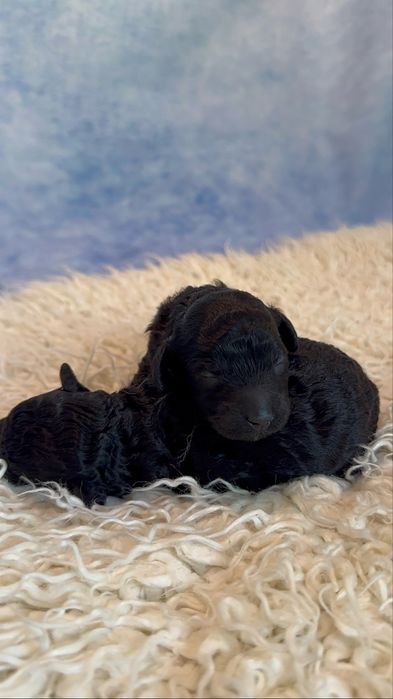 Щенки миниатюрного пуделя