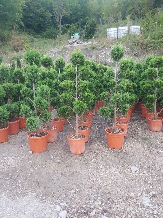 Copaci ornamentale Tuia mesteacăn Magnolia