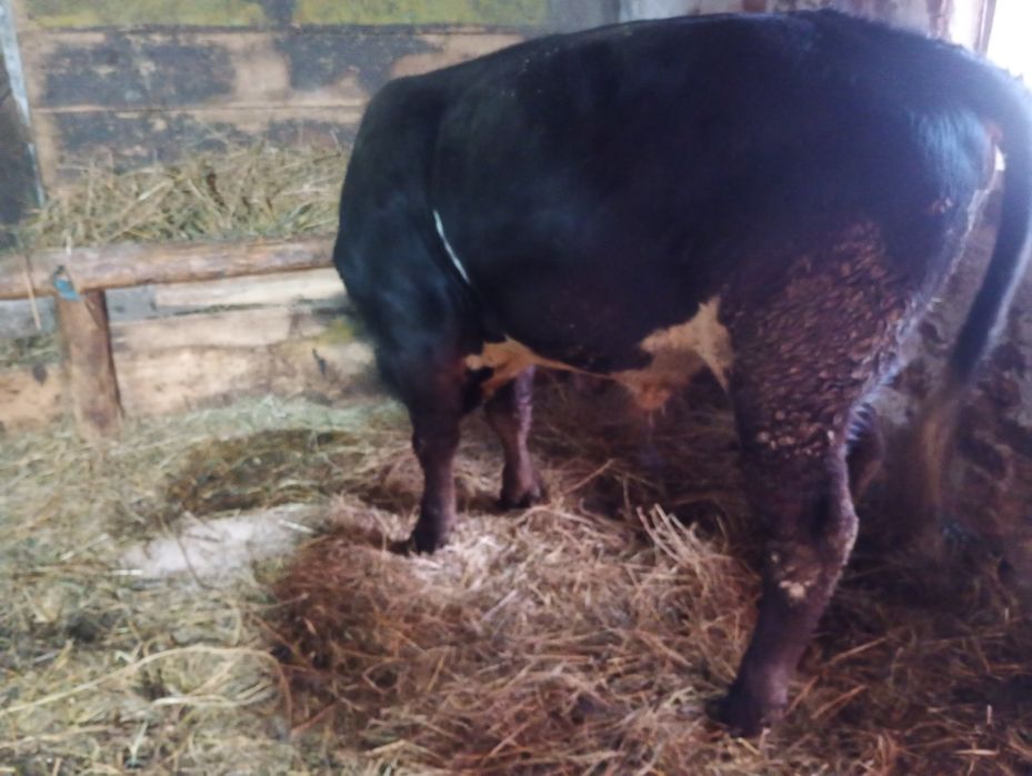 Juninca cu lapte și tăuraș