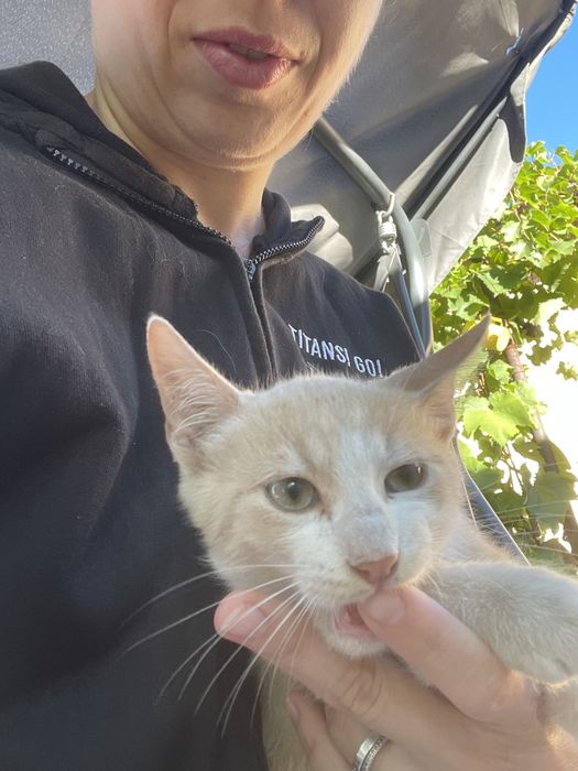 Adoptie pisicute pui rasa mixta