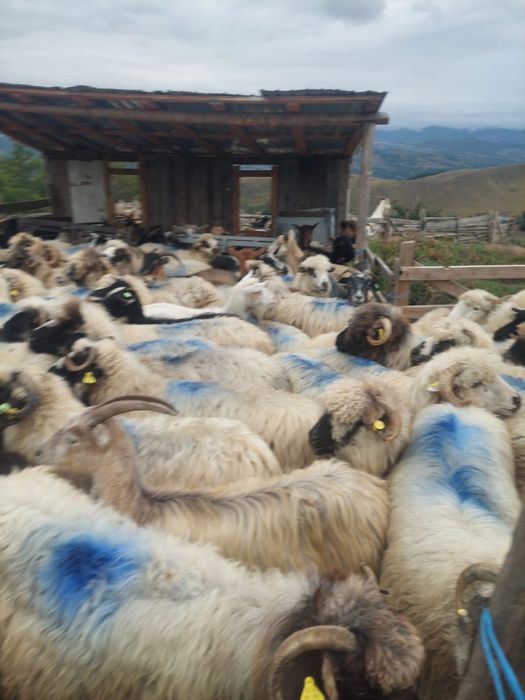 Vand 100 oi !!! Din 250