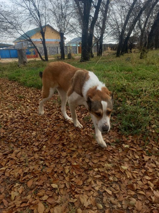 Продаётся Алабай девочка.