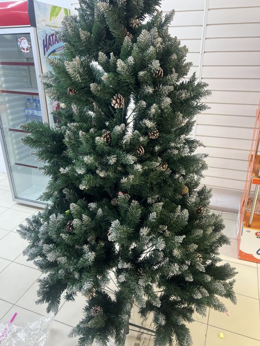 Ёлка елка шырша 15 к срочная продажа