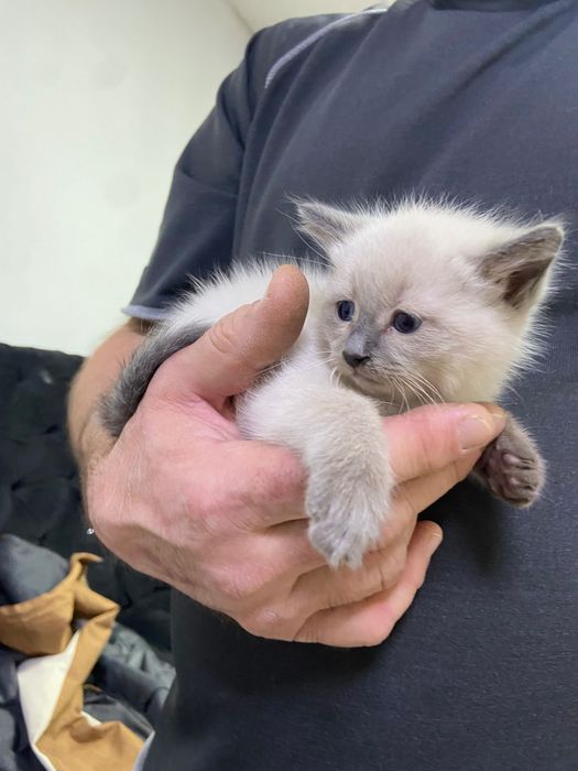 Котятки-малятки с добром к добру